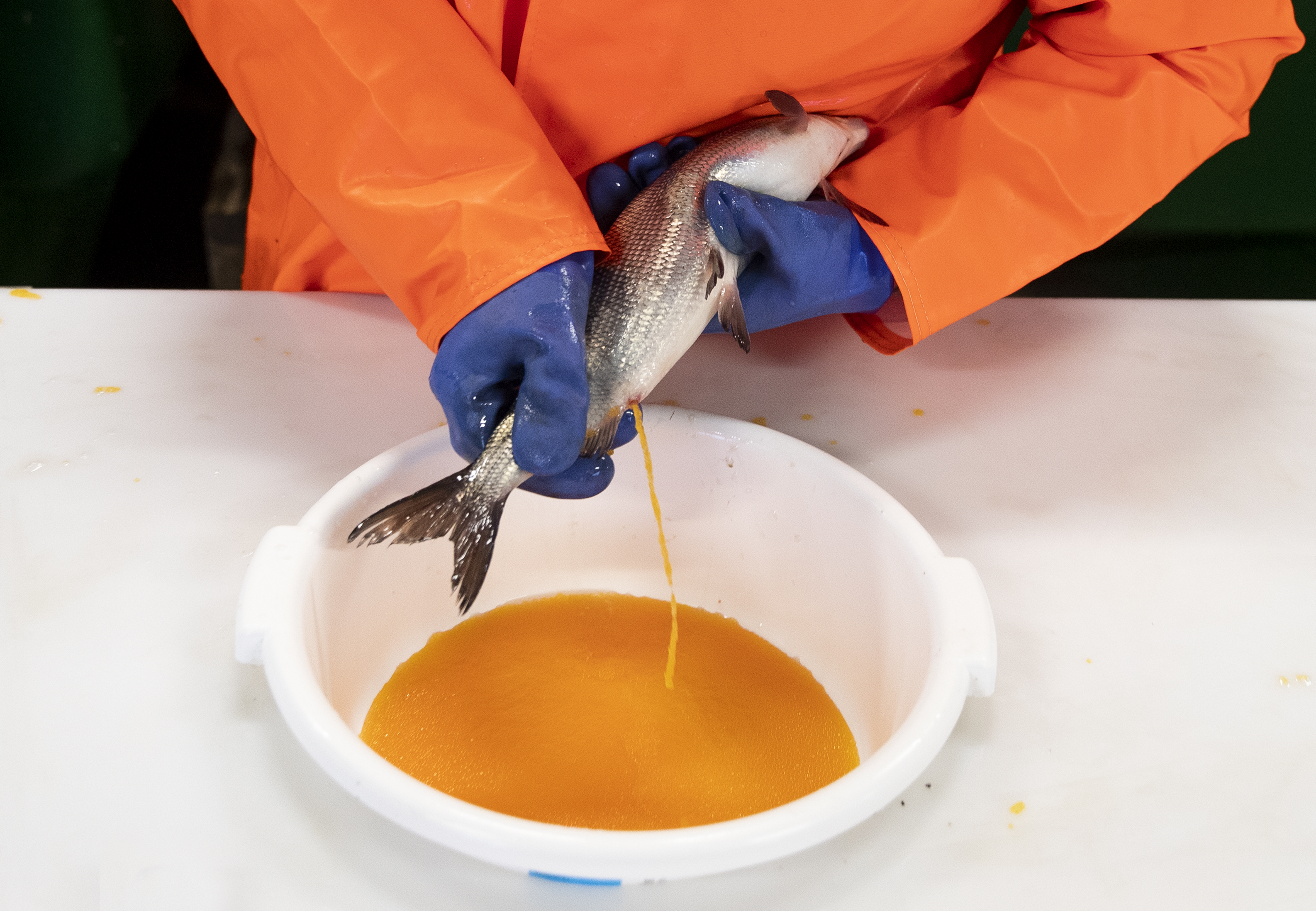 Lippoamalla saadut koirassiiat ja rauhoittamattomat kalat pyytäjä saa omakseen, mutta naarassiiat on luovutettava vaellussiikavelvoitteiden hoitoa varten mädinlypsyyn. Arkistokuva.