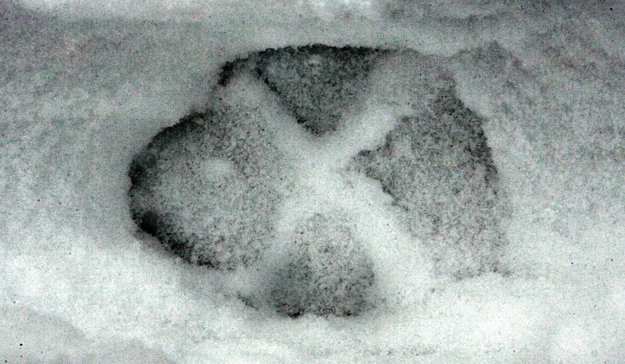 Riista- ja kalatalouden tutkimuslaitos arvioi susien määrän Suomessa.