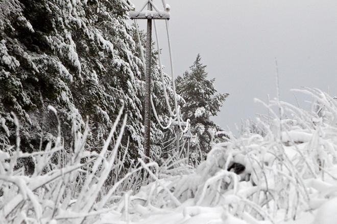 Sähkölinjojen päälle kaatuvat puut aiheuttavat ongelmia. Kuva: Heikki Hakanen.