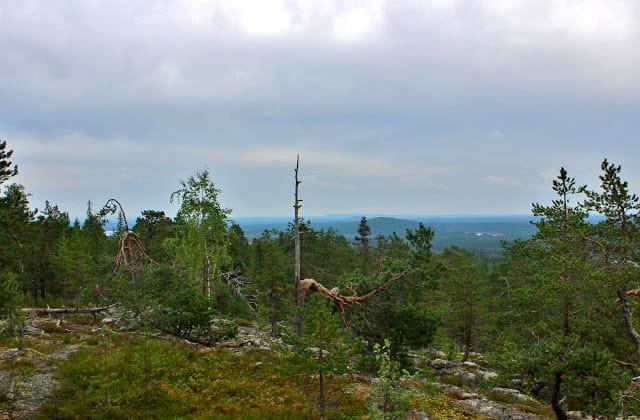 Viimeinen maisema. Juhani Valli kuvasi Ounasvaaran maisemia Isorakalta Kurivaaraan päin: "Koskemattomia metsäalueita Rovaniemen ympärillä ei oikein tahdo olla ja Ounasvaaraakin voi enää muistella ja kunnioittaa lähinnä sen hautakummun vaalimisella."