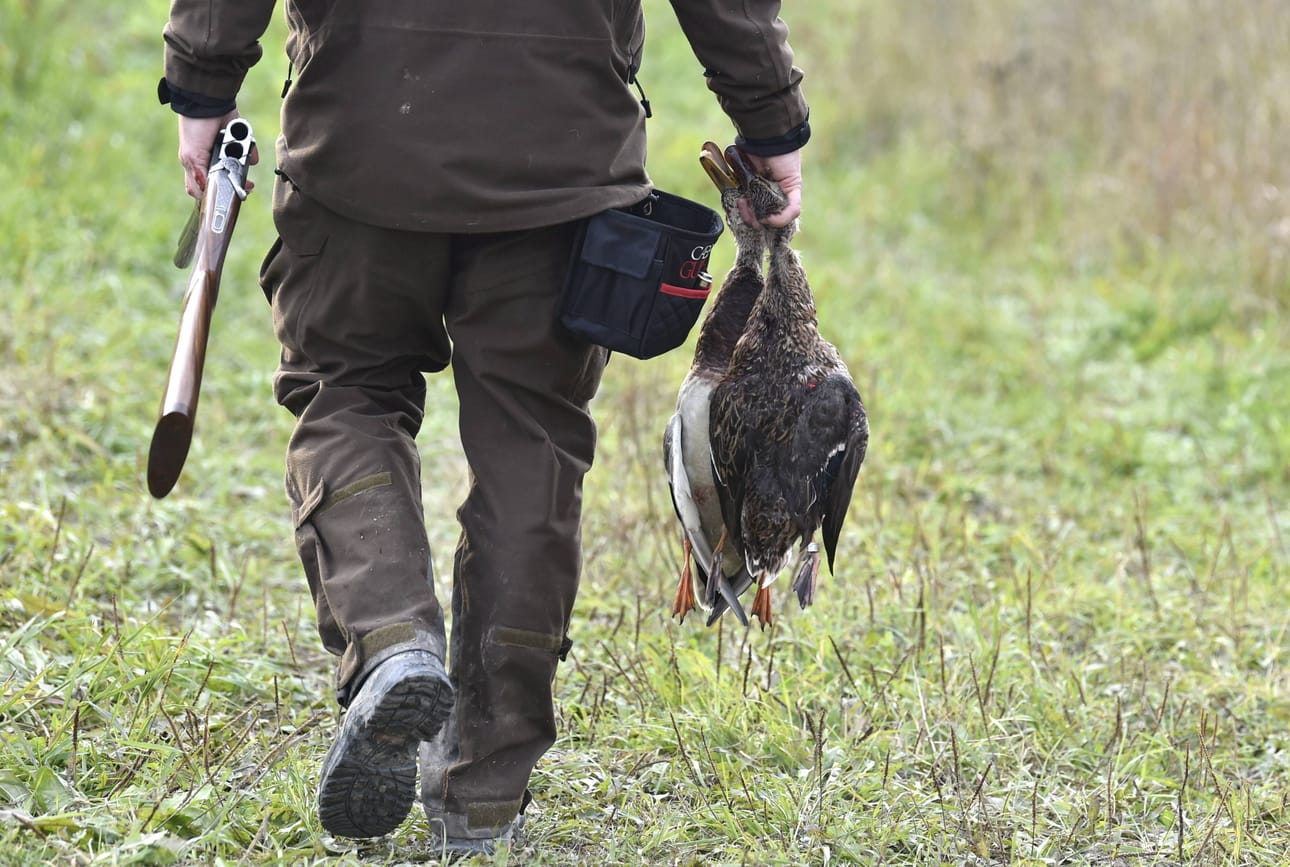 Ruokavirasto suosittelee, ettei vesilintuja, lokkeja tai varislintuja metsästetä tänä vuonna ollenkaan. LEHTIKUVA / JUSSI NUKARI