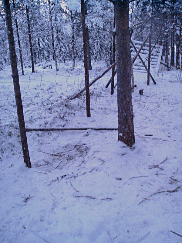 Tarhassa olleet porot olivat juosseet aidan läpi koiran hyökkäystä karkuun. Vieläkin noin 70 poroa on teillä tietymättömillä.