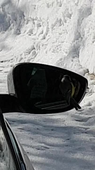 Sinitiainen ihmettelee auton sivupeiliä