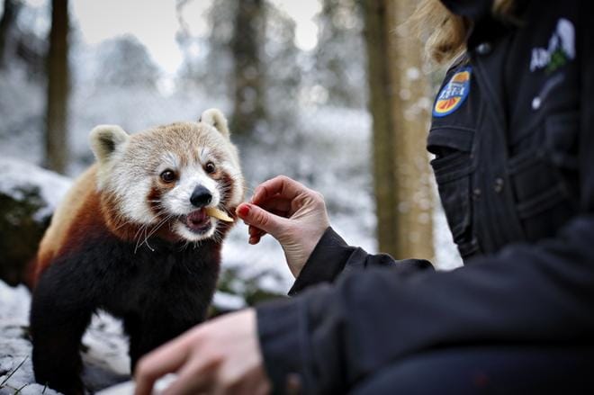 Muun muassa kultapanda eli pikkupanda on elellyt Ähtärin eläinpuistossa viime ajat ilman yleisön läsnäoloa. Eläinten hoitohenkilökunta on kuitenkin ollut töissä tavalliseen tapaan. ARKISTOKUVA: TOMI KOSONEN