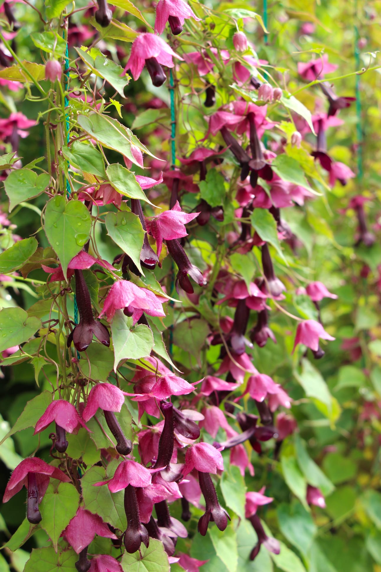 Keijunmekko on tänä vuonna uusi kesäkukka Vaasan istutuksissa.