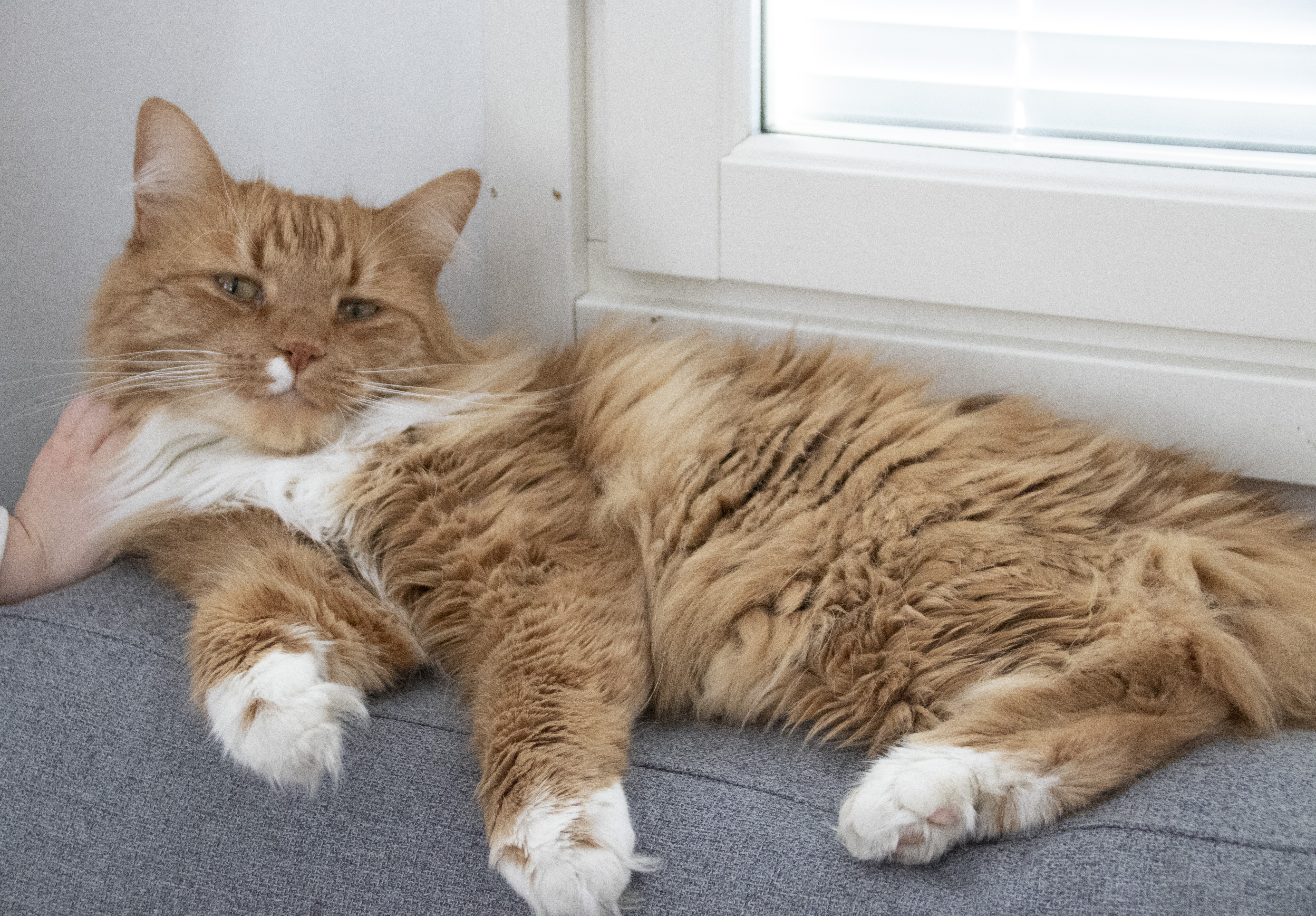 Hugo-kissa toivoo, että jokainen lemmikinomistaja sopisi, kuka ottaa vastuun lemmikin hoidosta, jos omistaja sairastuu yllättäen. 
