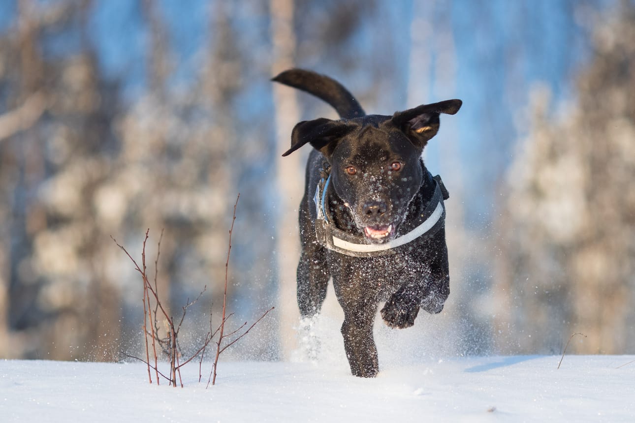 Labradorinnoutaja piti paikkansa Suomen suosituimpana koirarotuna.