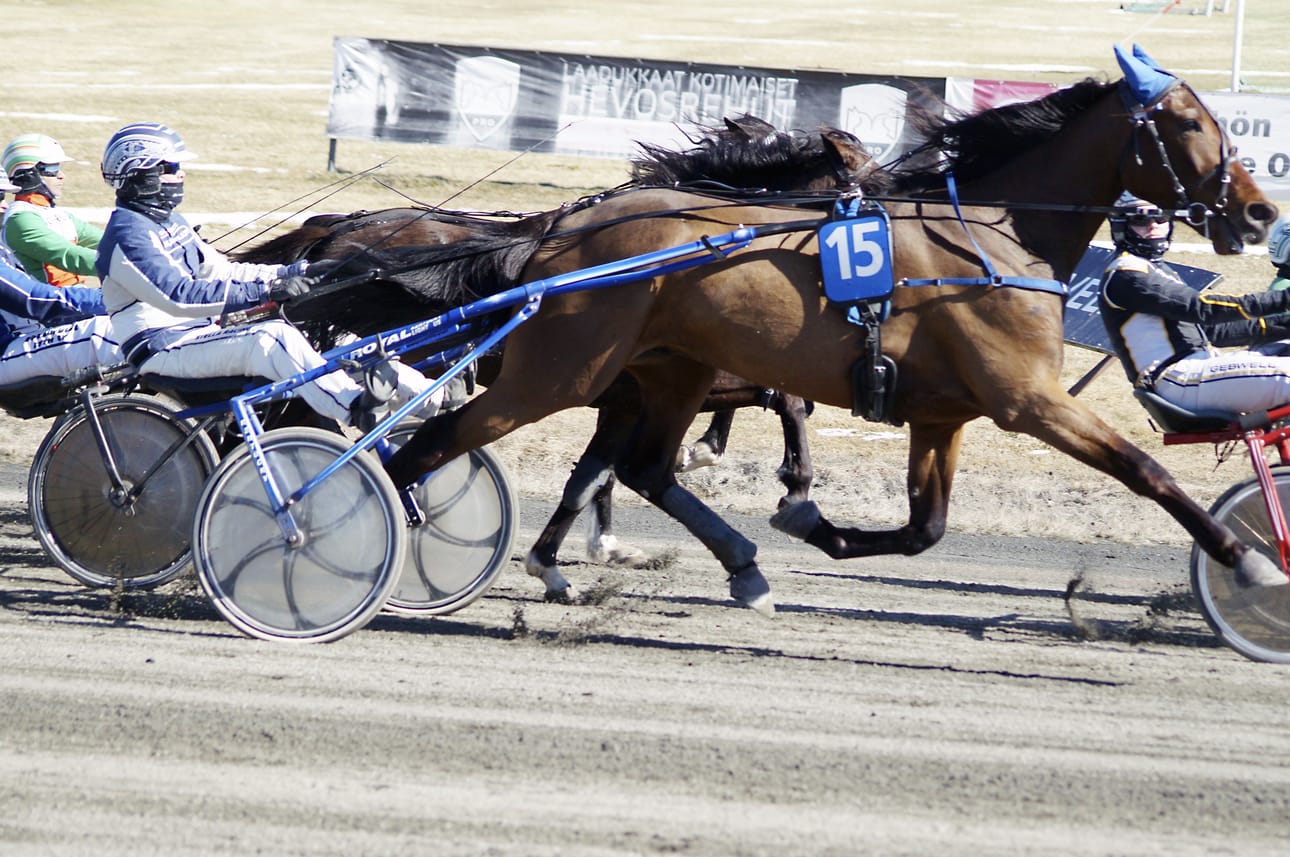 Teuvo Mämmelän perheen Stable Westfieldin omistama Big City Nights kiri pitkältä takamatkalta neljänneksi Eelis Murtolan ajamana.