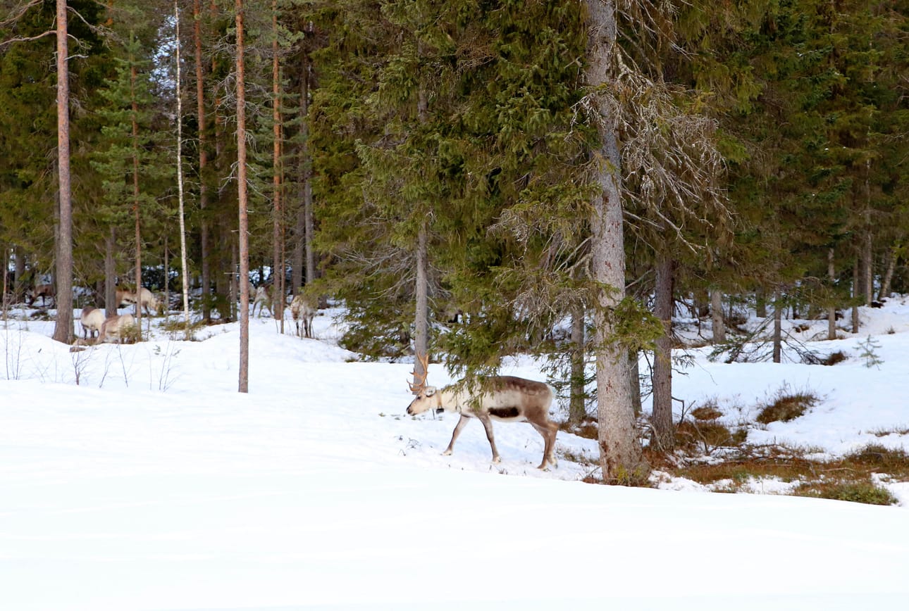 Pudasjärvellä lumitilanne vaihtelee, mutta laajalti lunta on vielä runsaasti. Aurinkoisimmilla paikoilla maata alkaa olla jo näkyvissä ja puiden juurilla vihertää. Keväthangilla tepsutellessaan porot löytävät syötävää ja esimerkiksi puiden naava maistuu.