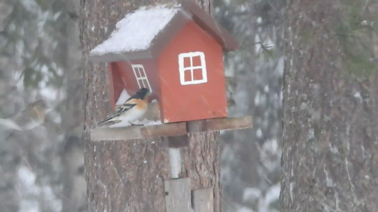 Pikkulinnut söivät evästä takatalven aamuna