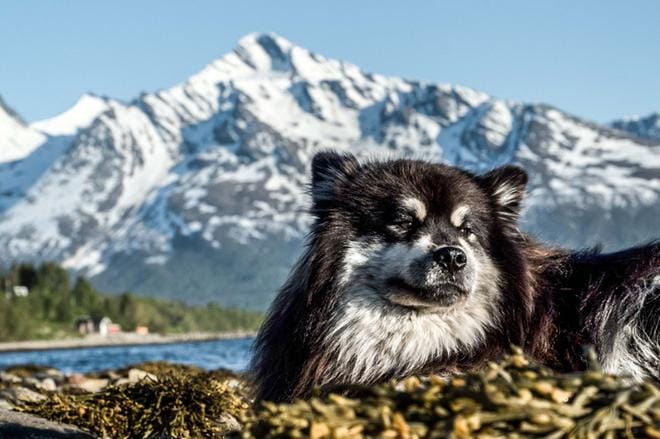 Äijä-koira on mukana kalastusreissulla Lyngenin jylhissä maisemissa Norjassa. KUVA: Ylen kuvapalvelu