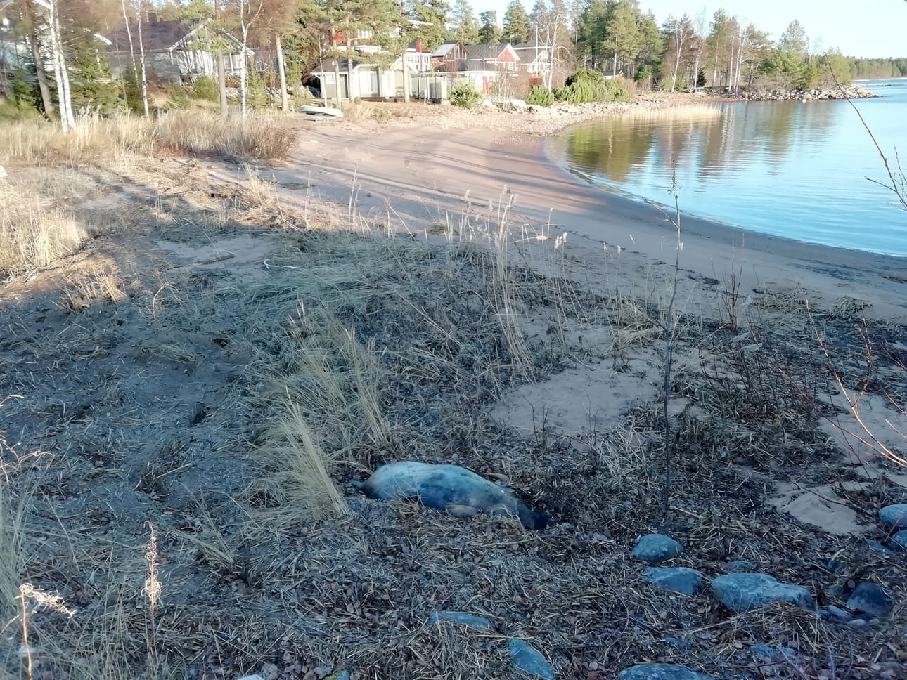 Virpiniemessä makaa hylkeenraato hiekkarannalla, joka ei ole yleinen uimaranta, mutta kylläkin kesäisin yleisesti uimarantana käytetty. Syysmyrskyt ovat jo osin haudanneet hylkeen.