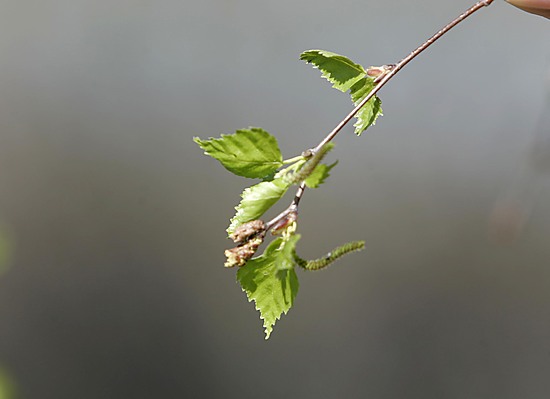 Aimo harppauksia