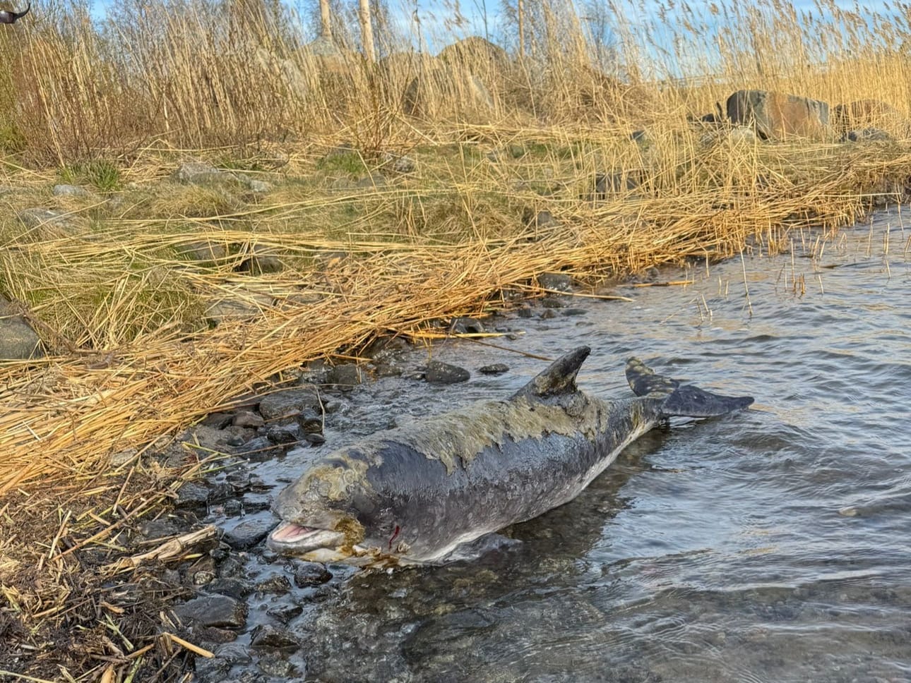 Ouluun tutkittavaksi tuotu Pohjanlahden pyöriäinen menehtyi todennäköisesti iho-ongelmiinsa.