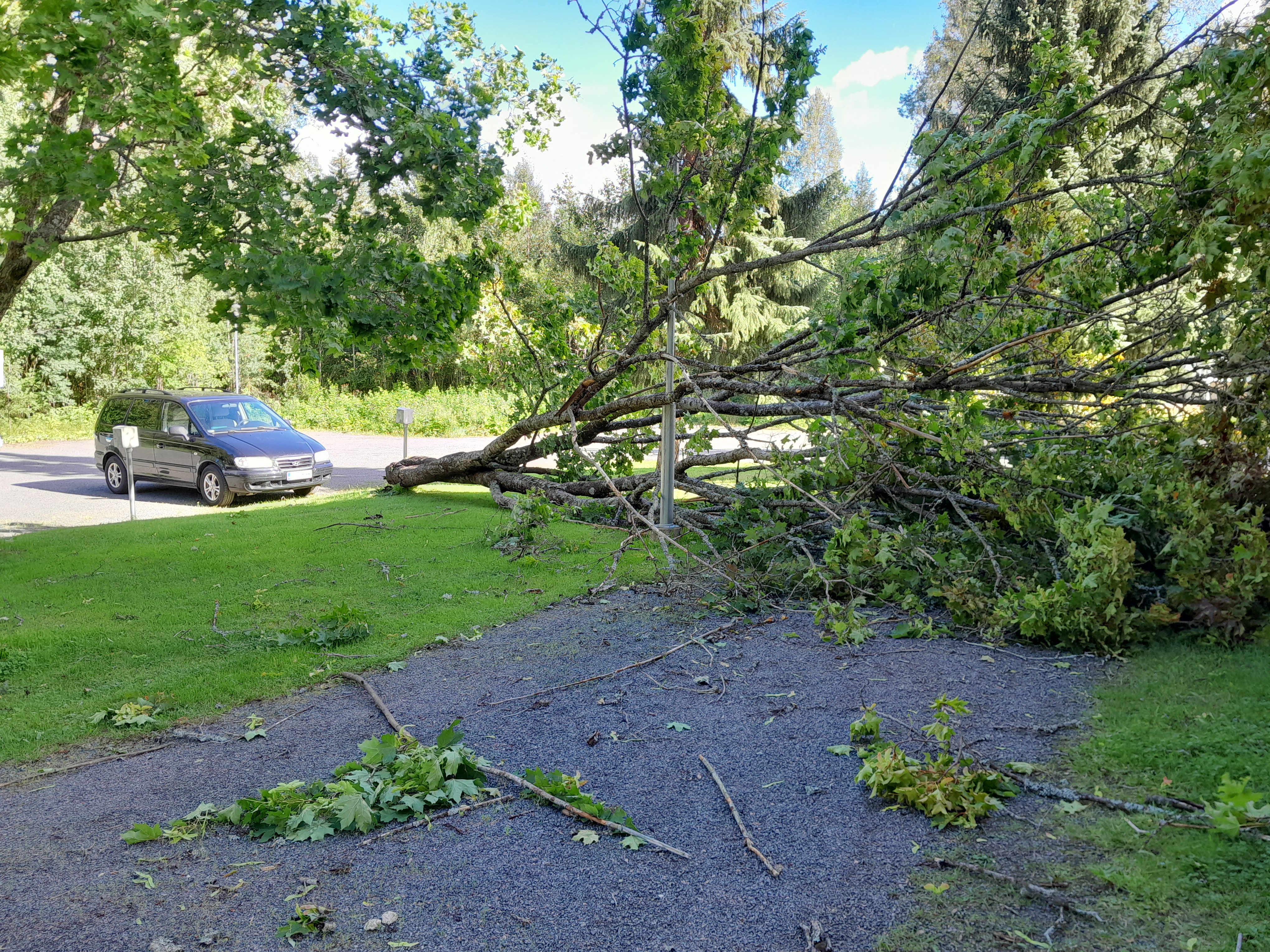 Vanha vaahtera kaatui Honkakylässä.