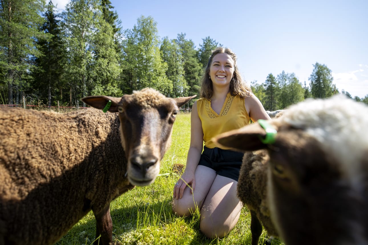 Olga Oinas-Panuma kesällä lampaiden seurassa.