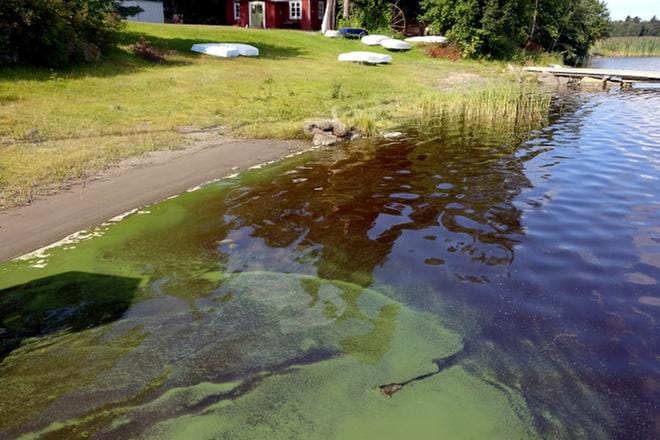 Sinileväkukinnat lisääntyvät lämpimissä ja matalissa rantavesissä nopeasti. Ympäristökeskus arvioi tulevan viikon helteiden lisäävän kukintoja sekä merellä että sisävesillä. KUVA: JOUKO HANNINEN