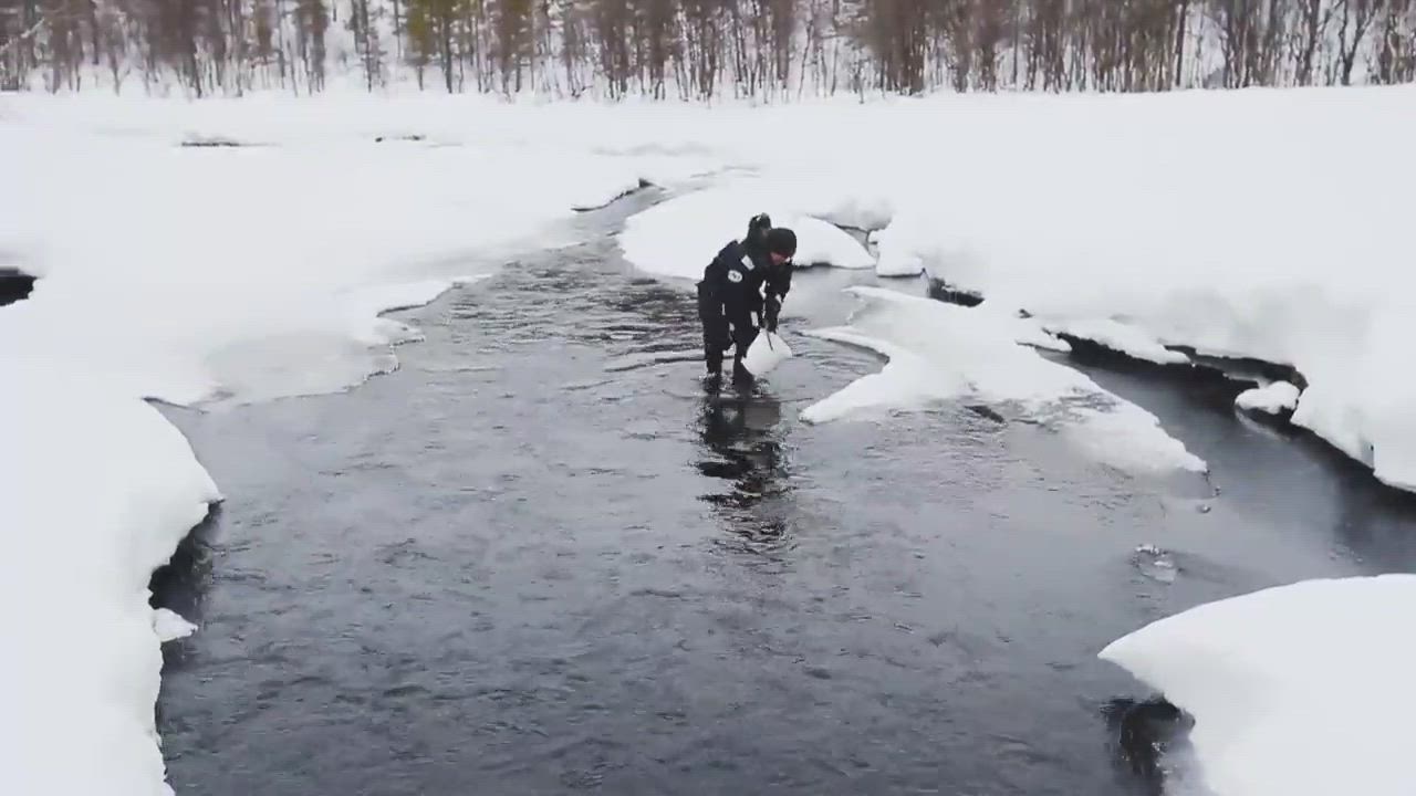 Mädin istutus Sotajokeen