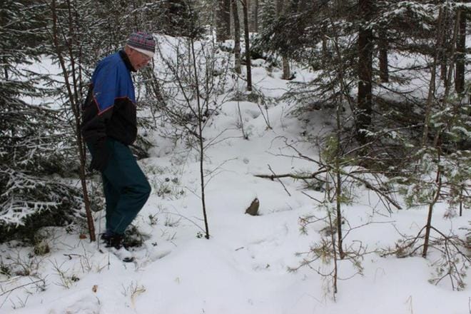 Kristiinalainen Matti Hakala havaitsi tuoreet suden jäljet pururadalla. Tässä kohdassa eläin oli loikkinut kalliota ylös metsään. KUVA: MINNA ZILLIACUS