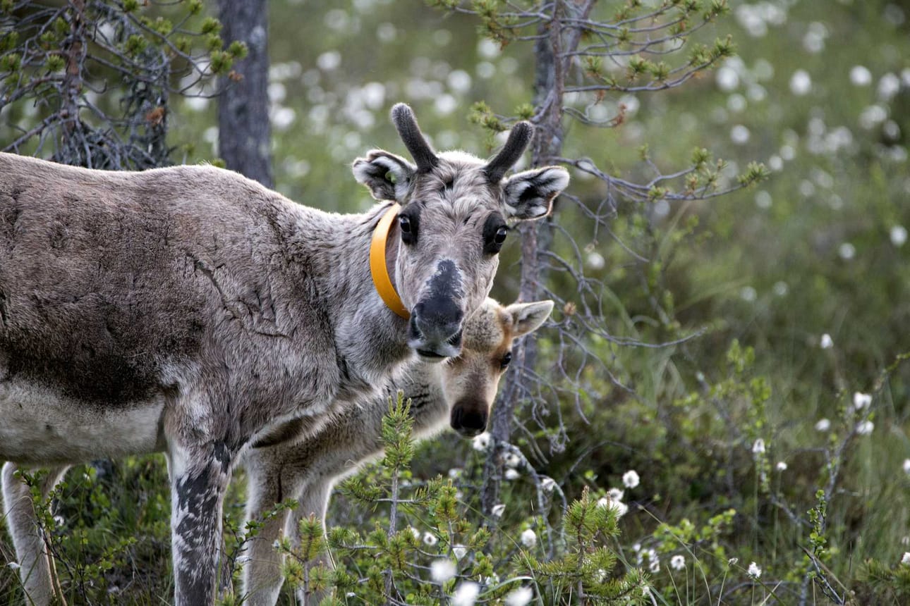 Emon suojassa. Emo suojasi vasaansa tien ylityksen jälkeen ja aivan kuin olisi sanonut, että "aja varovasti!" Hyvä muistaa, että yöllä ei todellakaan olla nyt yksin tiellä, toteaa Aino Piirainen.