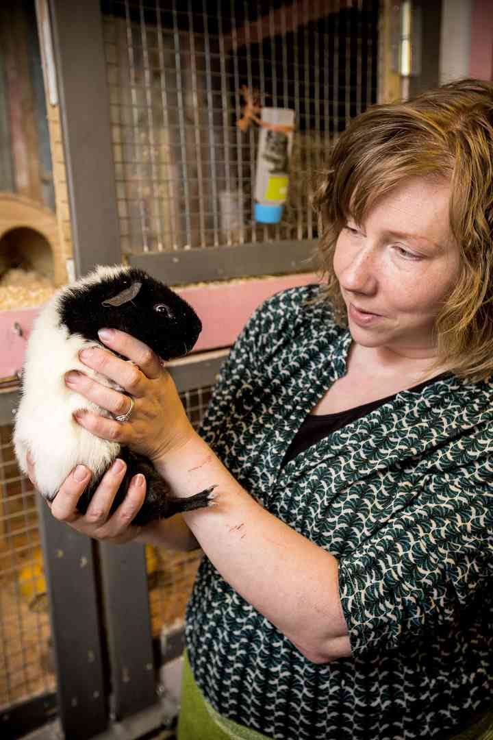 Katja Orajärvi-Kotikangas innostui marsuista jo pikkutyttönä. Nyt hän toimii myös virhallisena kasvattajana.