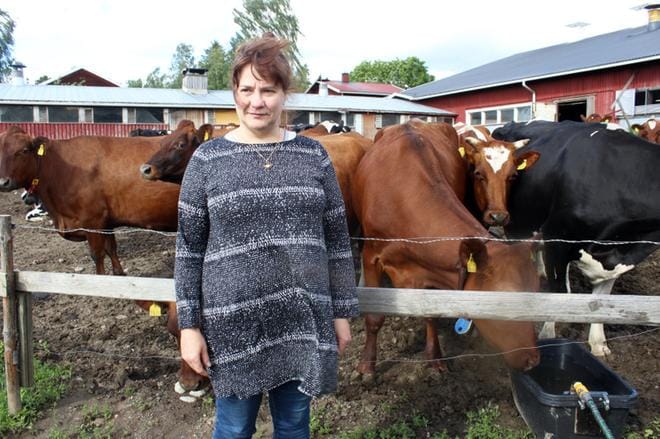 Päivi Kirmanen kertoo joutuneensa laittamaan iltamaidot viemäriin, koska lypsyasemaa ei pystytty pesemään. Lehmät saivat vettä kontista ja vesialtaasta. KUVAT: MINNA HIIRONEN
