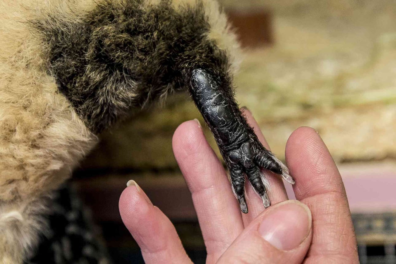 Marsun käpälät ovat pehmeää, ihmisen ihoa muistuttavaa nahkaa.