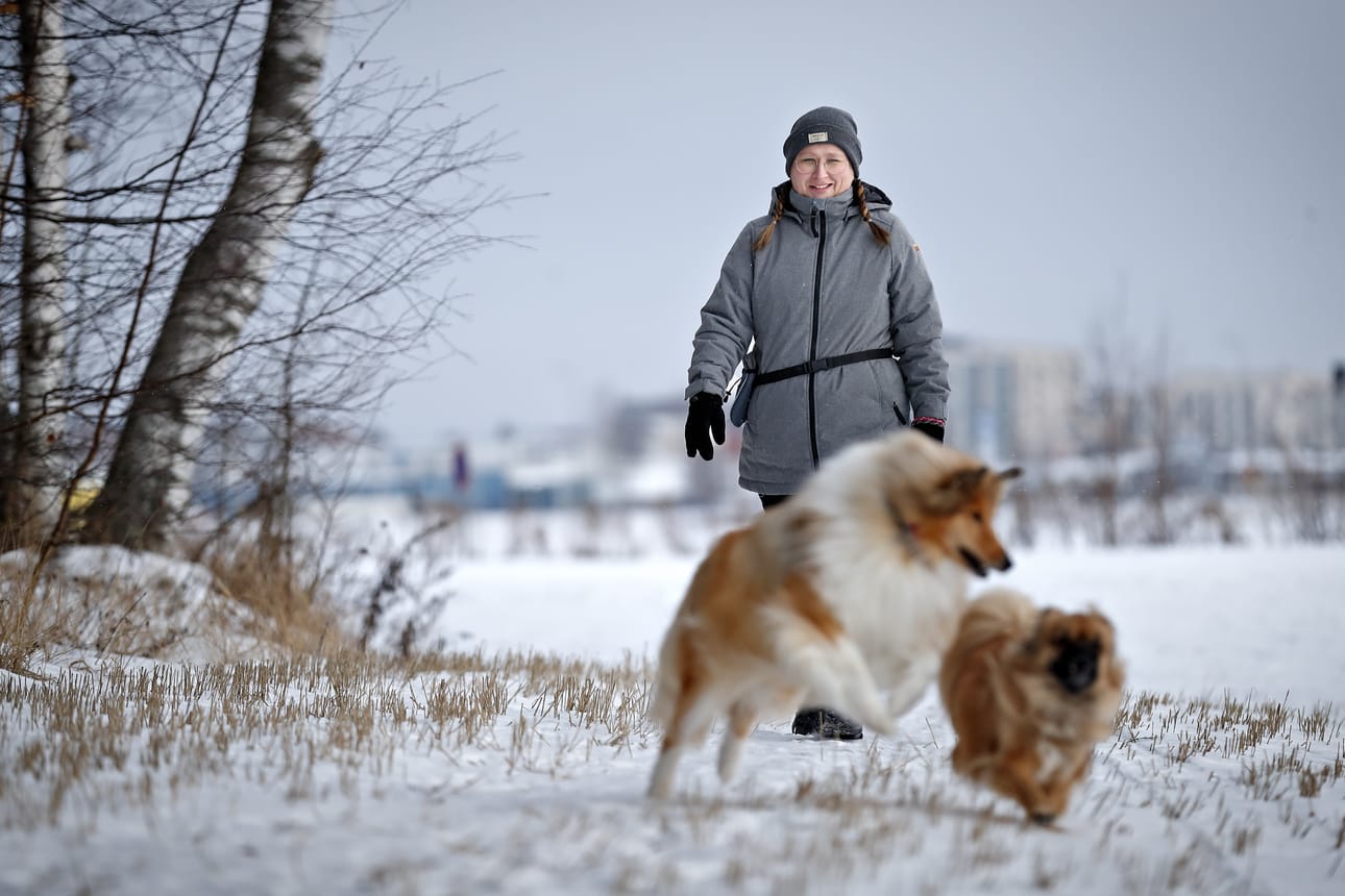 Tiibetinspanieli Raimo pärjää spurteissa hyvin Tikva-collielle. Vielä pari vuotta sitten Raimo oli niin ylipainoinen, että puuskutti vartin kävelyn jälkeen. Uusi emäntä Anna-Maria Soini aloitti koiralla tiukan dieetin.