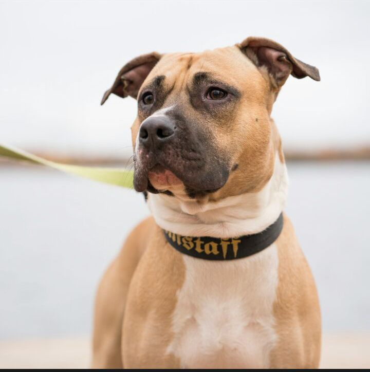 Amerikanstaffordshirenterrieri Camo löysi maassa makaavan miehen.