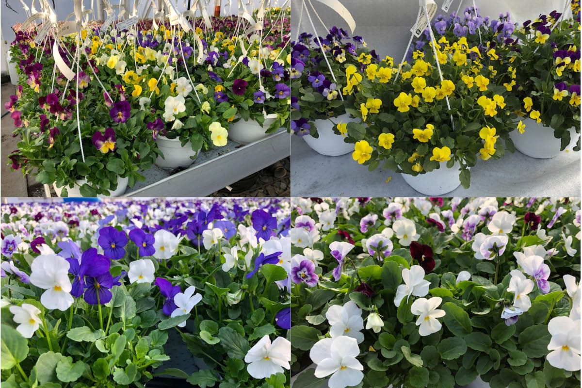 Vanhatalon puutarhamyymälä löytyy Kemin Citymarketin edestä. Kausi käynnistyy äitienpäiväviikolla ja kestää aina kesäkuun loppuun. ”Myyntipisteiden aukioloajoista tiedotamme puutarhan Facebook-sivuilla sekä lehdissä”, Esa ja Laila Vanhatalo kertovat.