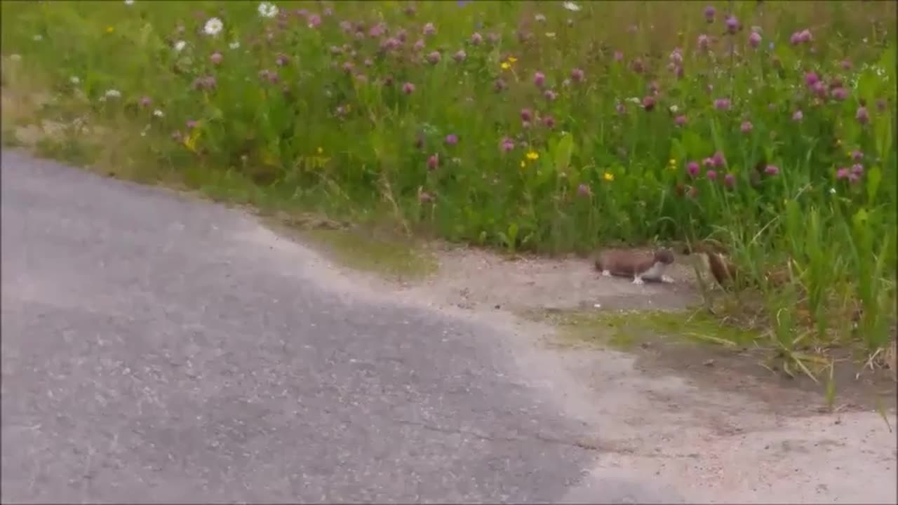 Kärppiä Kajaanissa 5-tien varressa