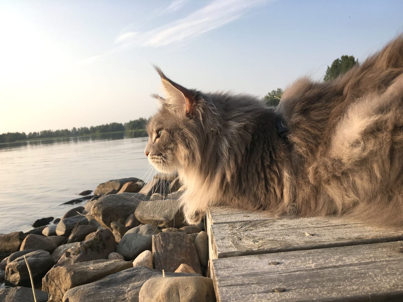 Järviseudun tuttu Päivän Pörrö -palsta on nyt Juhannuspörrö! Lähetä meille kuva lemmikistäsi vaikka heti.