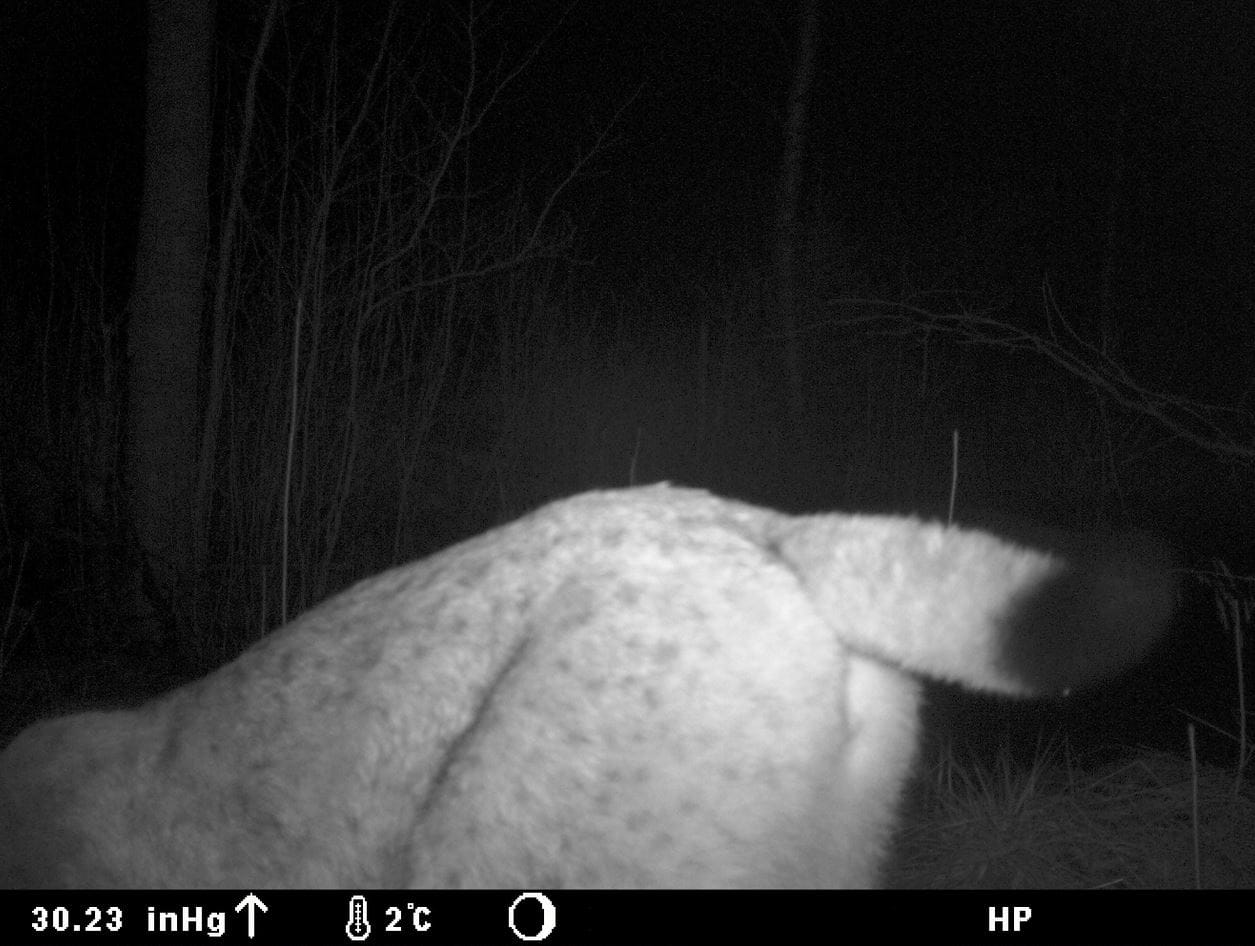 Ilves heiluttaa hännäntöpöään riistakameralle.