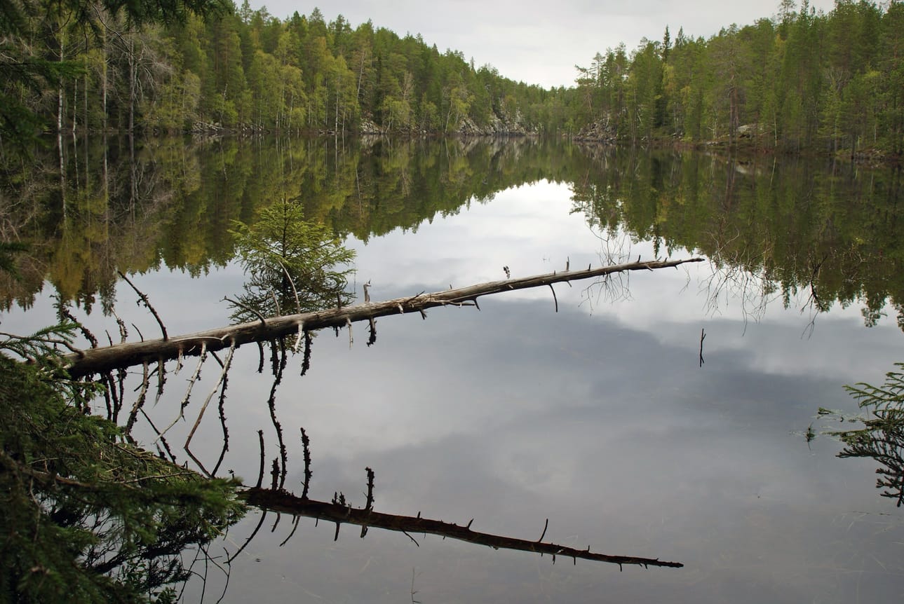 Kaunislampi on nimensä mukainen. Senkin ympäristö on suojeltu, vaikka ei kansallispuisoon kuulukaan.