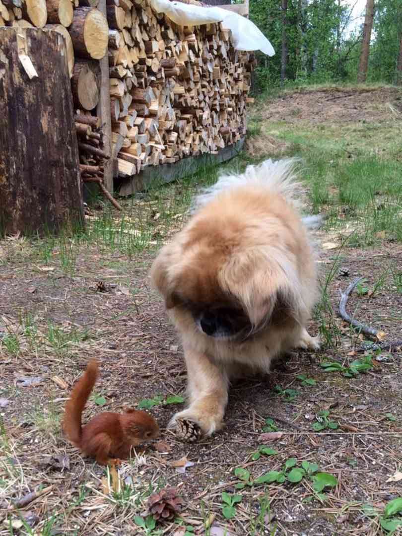 Uusi ystävyys. Oravanpoikanen tuli hakemaan turvaa Fiina-koirasta. "Tässä sulle käpy", tuumii Fiina.