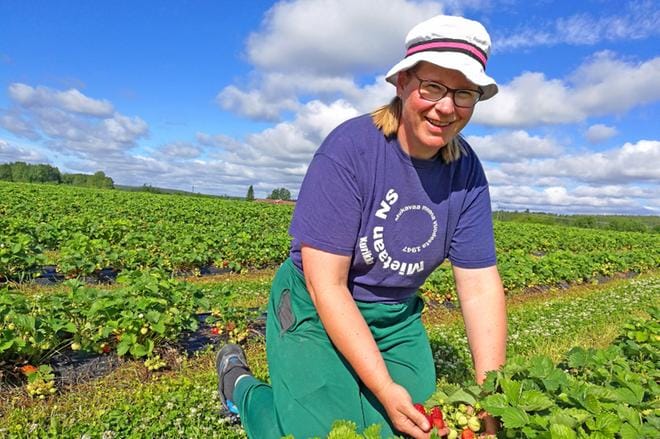 Mansikkasesonki alkaa. Marika Rinta-Tassi odottaa parempaa mansikkasatoa kuin viime vuonna, vaikka sato on hieman myöhässä. Kuva Liisa Rinta-Tassi