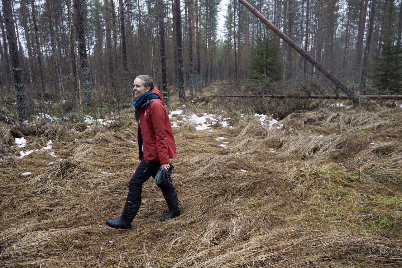 Katri Kurkelan suvussa metsänhoito ei ole ollut kenelläkään päätoimista.