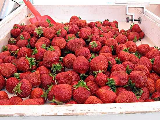 Mansikka maistuu lähes kaikille.