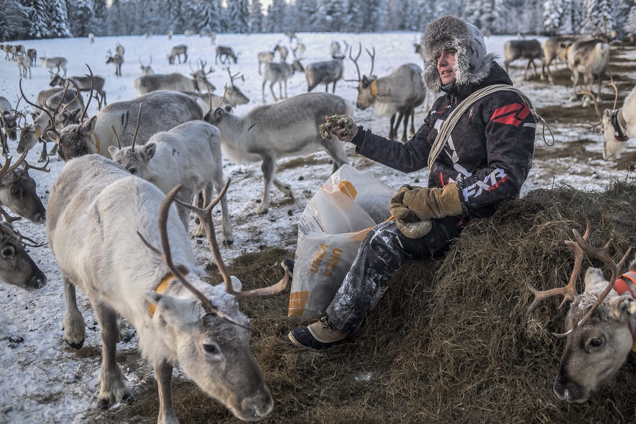 Juha Kujalan mukaan EU on tuonut poronhoitoon sekä hyvää että huonoa.