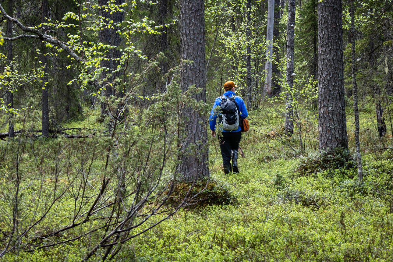Jos haluaa tehdä pitkän lenkin Saarijärven ympäri, retkelle kannattaa lähteä saappaat jalassa. Osa soille rakennetuista pitkospuista on nykyisin huonossa kunnossa.