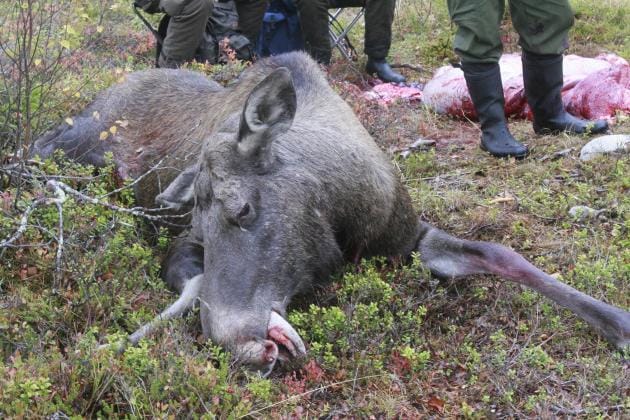 Tähän asti ajavan koiran säkäkorkeus on saanut olla korkeintaan 28 senttimetriä. Nyt mittaa ollaan nostamassa 39 senttiin. Hirvenmetsästykseen suunnitellaan uudistusta. Eläimen voisi kaataa jousella. KUVA: Pentti Vuosaari