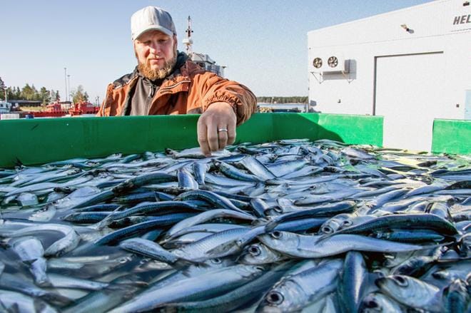 Anders Granfors sanoo, että silakanpyynti alkoi heillä tänä syksynä kymmenen päivää aiemmin kuin normaalisti. Pian kalastetaan joulupöydissä syötäviä silakoita. KUVA: JORMA HAVULA