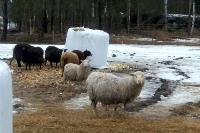 Lapväärtiläistilasta on tehty rikosilmoituksia jo viime vuoden puolella, ja tapausta tutkitaan eläinsuojelurikoksena.