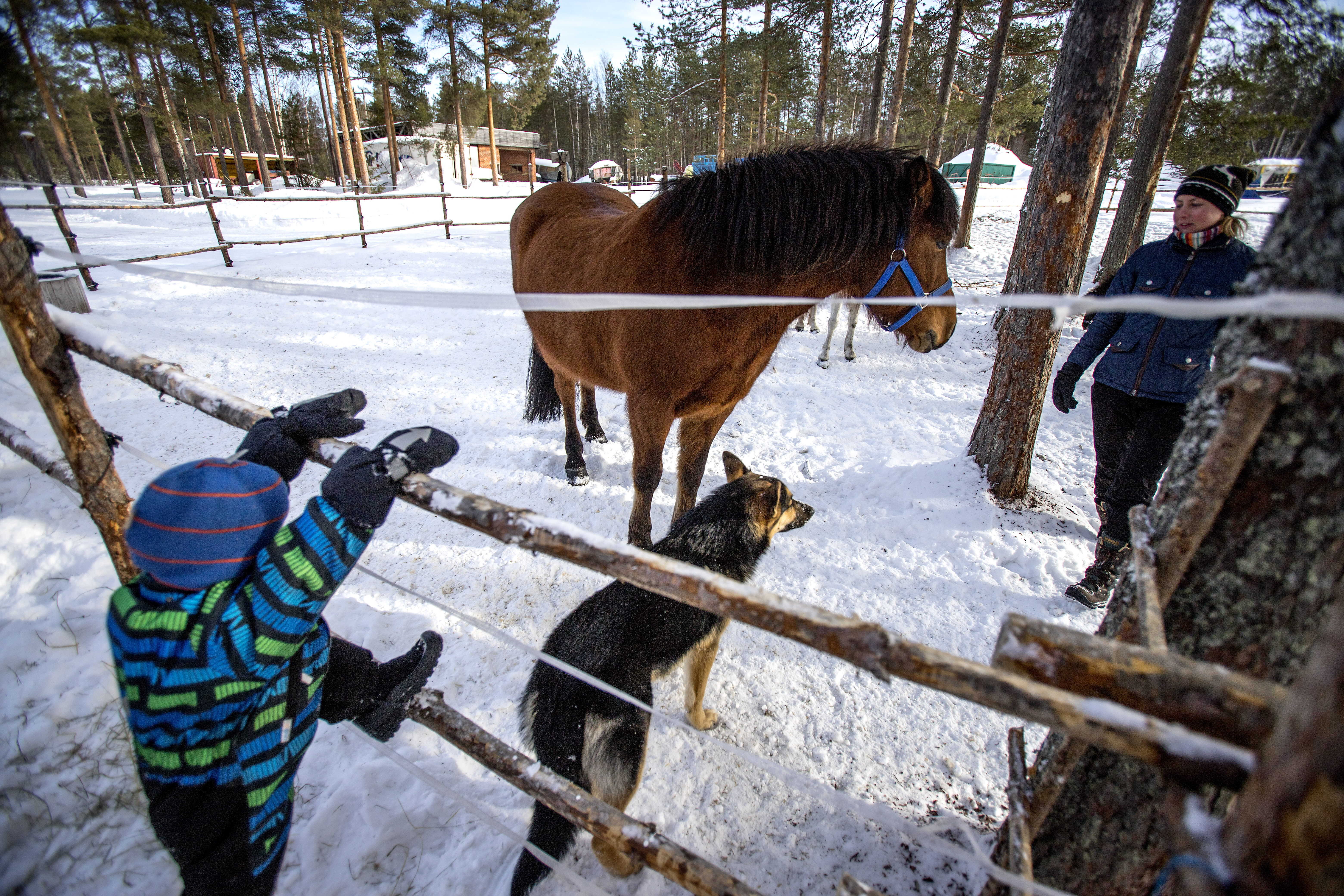 Hevostilalla on myös muita eläimiä, kuten kanoja ja kaneja sekä Mosse-koira, jossa on saksanpaimenkoiraa ja huskya.