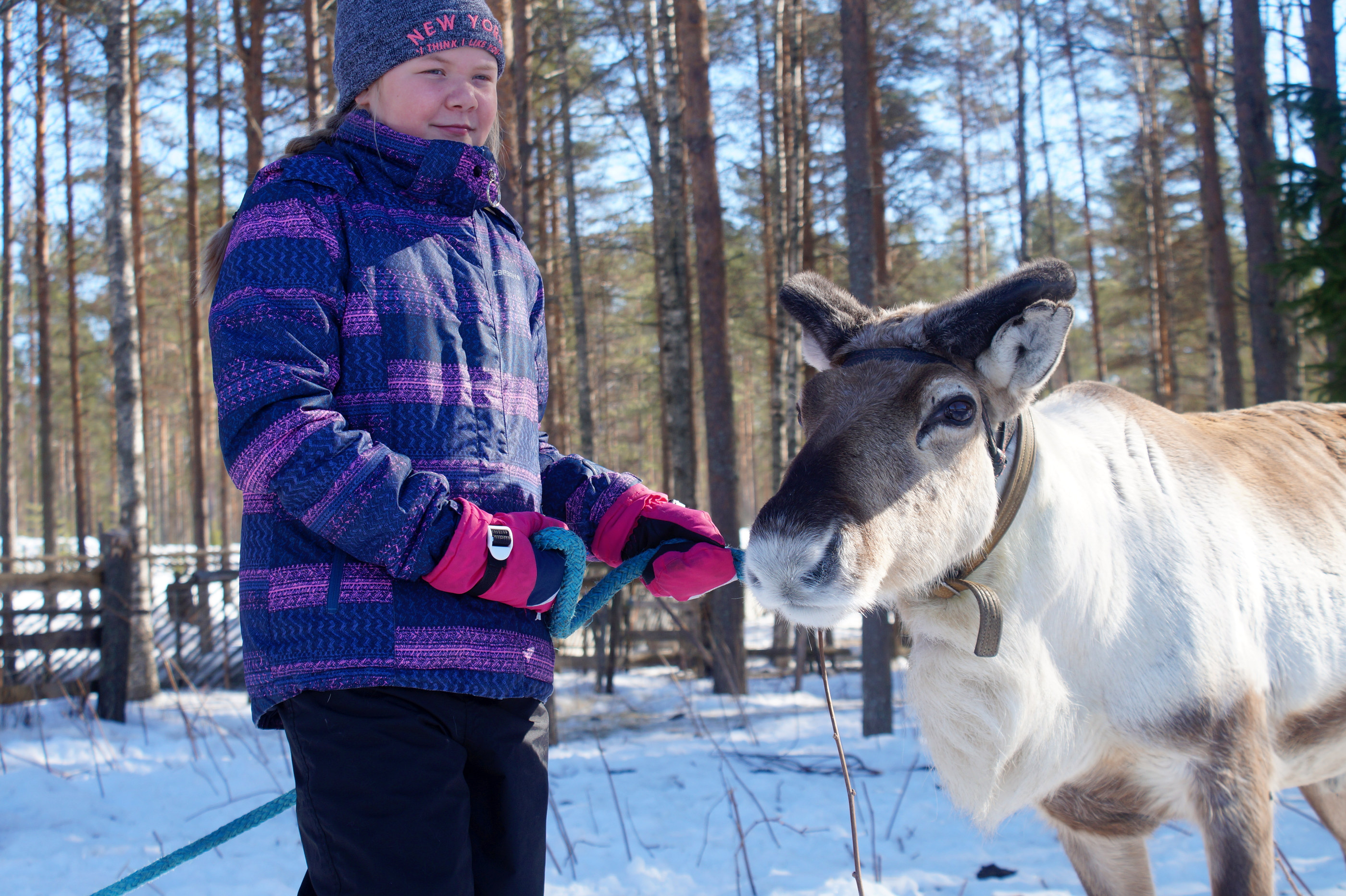 Tupsusta tulee hyvä rekiporo Selena Steniuksen opissa.