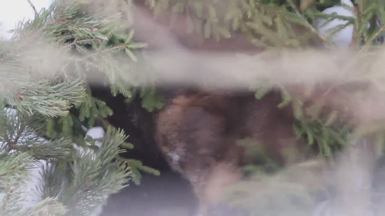 Palle herää talviunilta