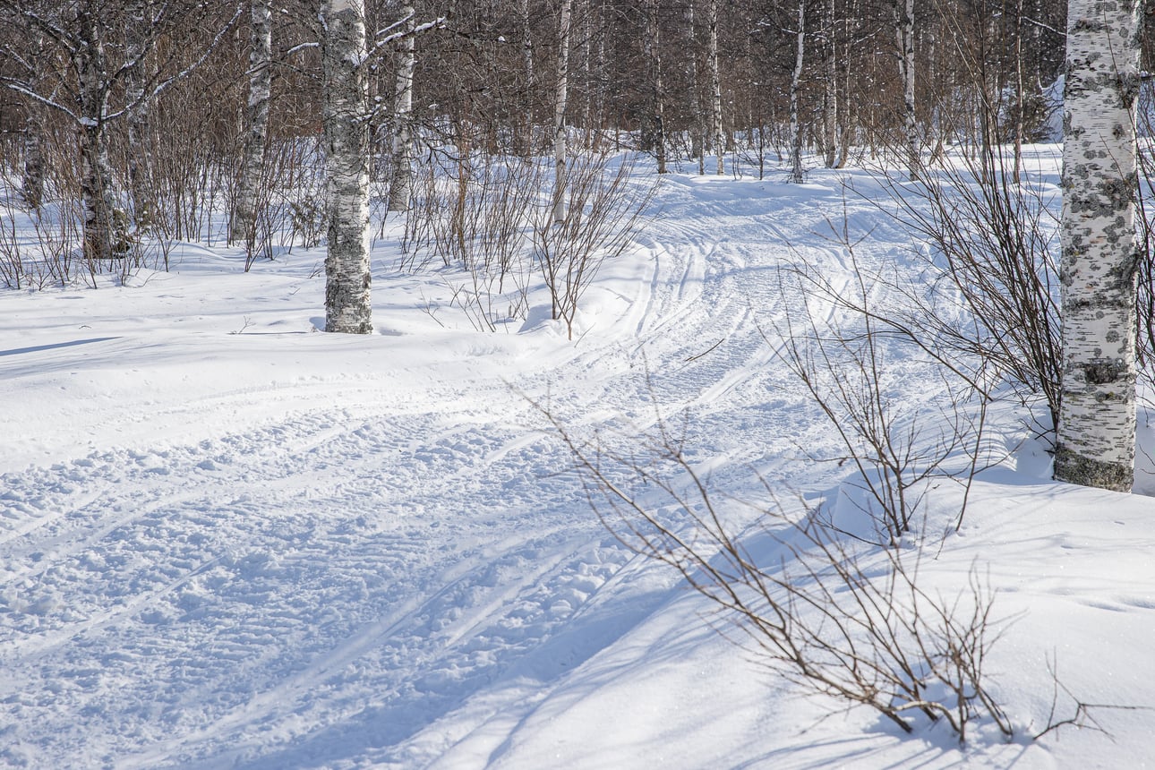 Kelkkavarkaiden outo kuolema ihmetyttää Pohjois-Ruotsissa – Hiihtäjä löysi miesten ruumiit maastosta