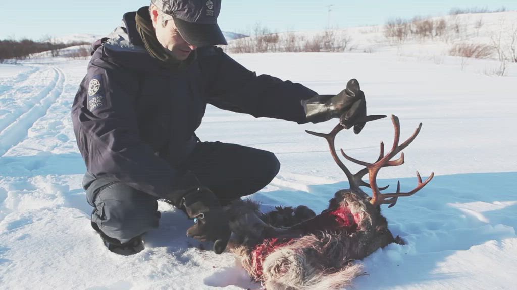Magne Asheim esittelee, miten tunnistaa ahman tappaman poron.
