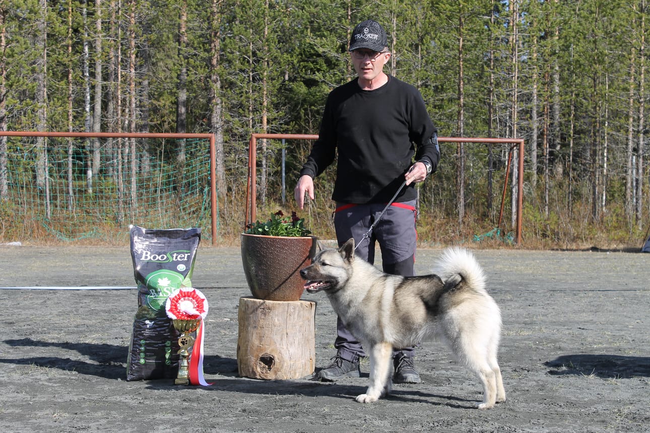 Näyttelyn kauneimmaksi koiraksi (BIS) valittiin harmaa norjanhirvikoirauros Golden Mist Robinson, omistaja Pasi Leskelä.