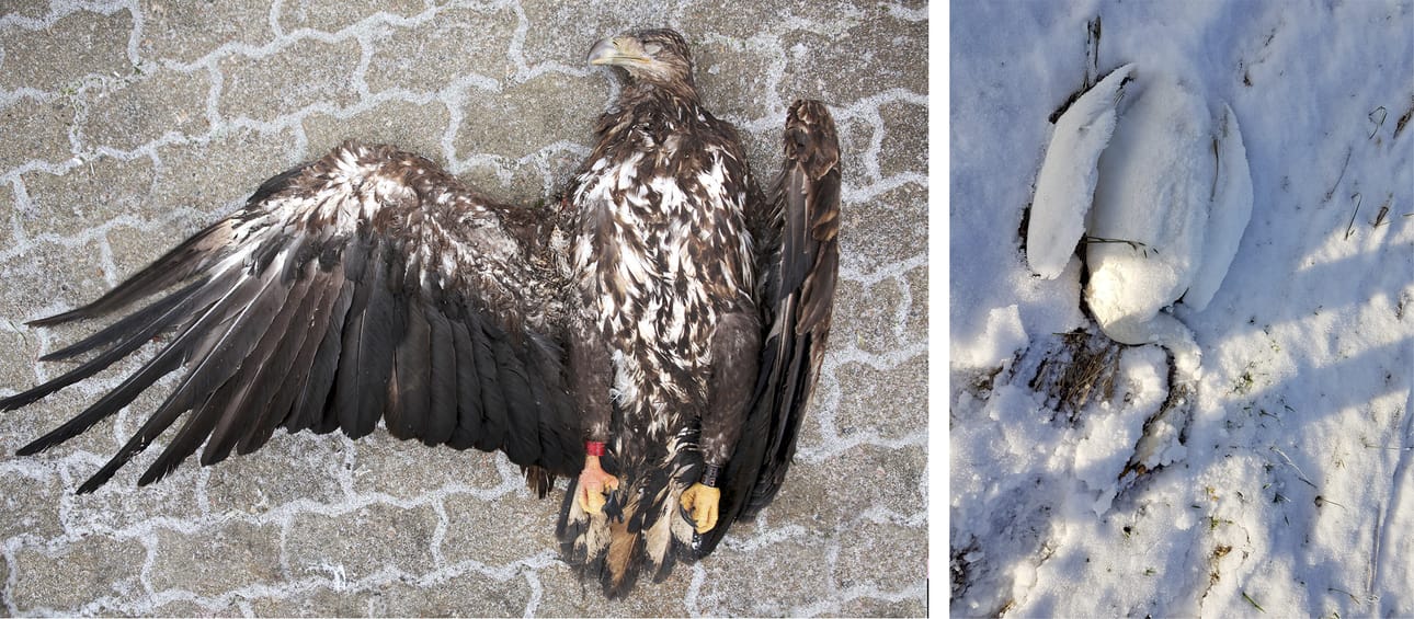 Kuolleella merikotkalla on palovamma toisessa kyljessä ja siten linnun kuolinsyy on selvä. Ari-Pekka Auvinen haki linnut pois maastosta saatuaan niistä tiedon. Kotkan on kuvannut Ari-Pekka Auvinen ja joutsenen Jouni Kivioja